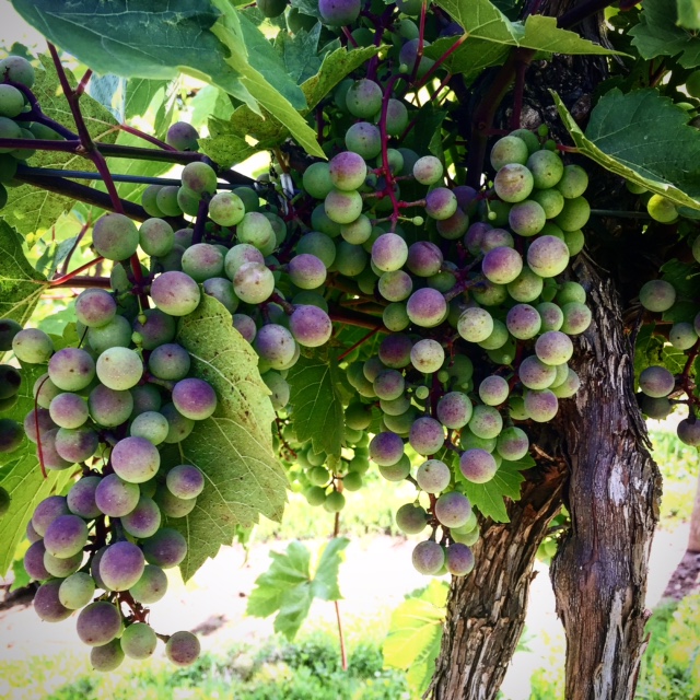 bucks_county_wine_grapes