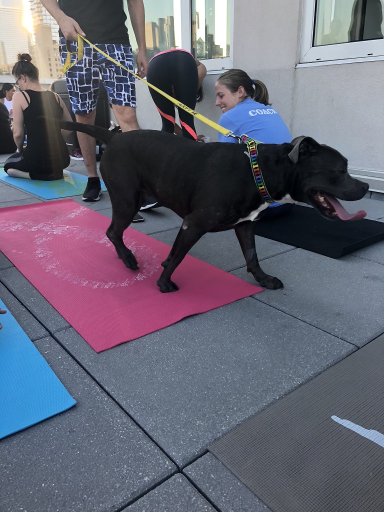 dog-yoga-1