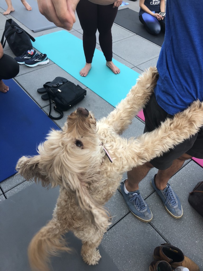 dog-yoga