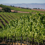 Discover the Wines of Santa Lucia Highlands