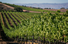 Discover the Wines of Santa Lucia Highlands