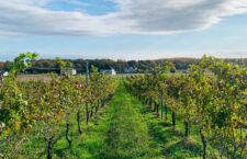 Get To Know The High-Quality Wine Made In New Jersey